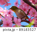 河津桜とメジロ 89183527