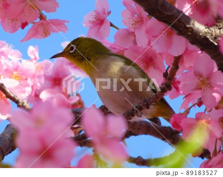 河津桜とメジロ 89183527