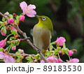メジロと桜 89183530