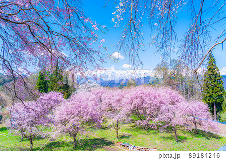 春の絶景・小川村番所の桜【長野県】 89184246