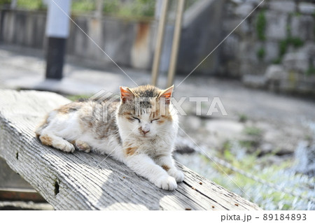 猫たちの午後 猫たちの午後 89184893