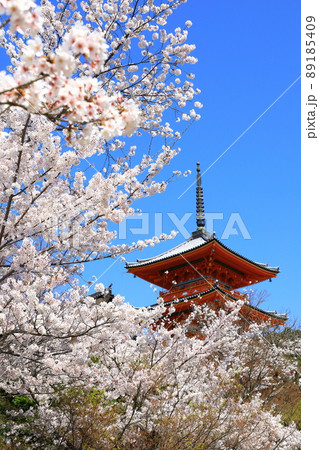 春の清水寺　三重塔と満開の桜 89185409