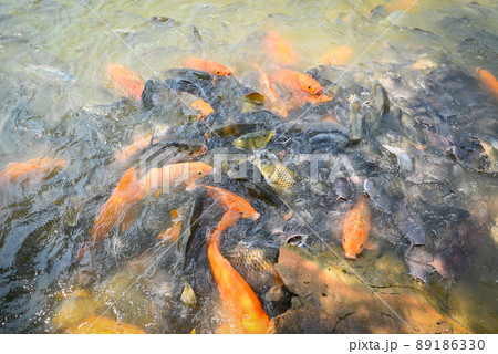 Orange golden carp fish tilapia and catfish eating from feeding food on water surface ponds on water surface ponds, fish farm floating for breathe on top water in lake near river Asian 89186330