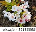幹に咲く可憐な桜 89186668