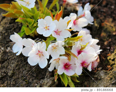幹に咲く可憐な桜 89186668