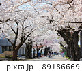 桜並木 89186669