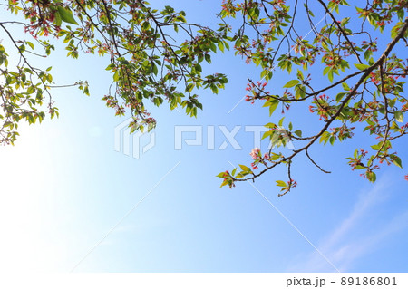 葉桜　ソメイヨシノ　青空 89186801