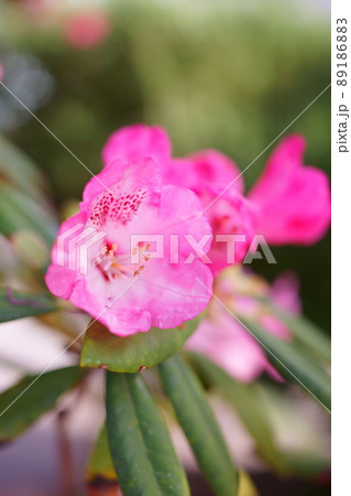 ピンクの花シャクナゲ 89186883