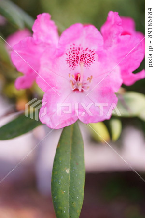 ピンクの花シャクナゲ 89186884