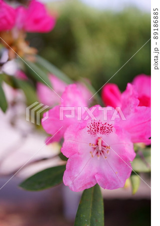 ピンクの花シャクナゲ 89186885