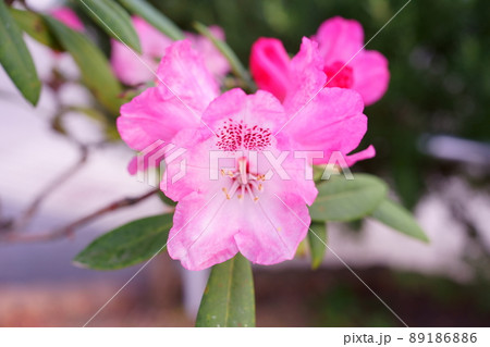 ピンクの花シャクナゲ 89186886