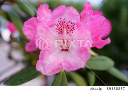 ピンクの花シャクナゲ 89186887
