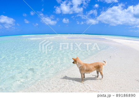 きれいな海を眺める犬 89186890