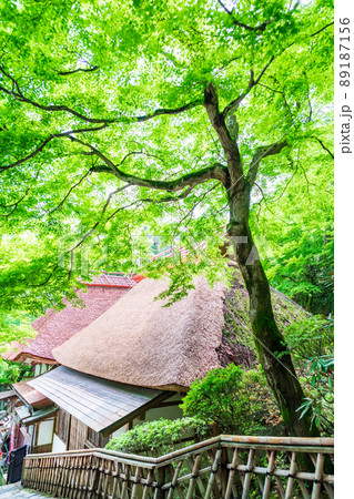 初夏の新緑が美しい大興禅寺のツツジとの共演 89187156