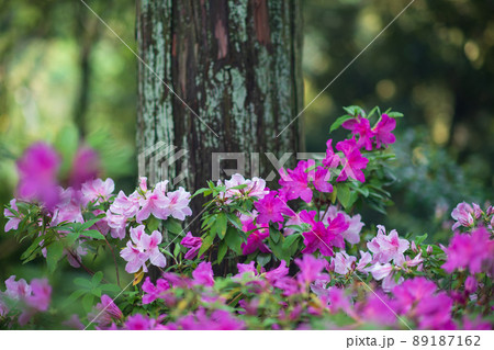 初夏の新緑が美しい大興禅寺のツツジとの共演 初夏の新緑が美しい大興禅寺のツツジとの共演 89187162