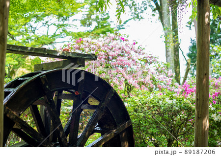 初夏の新緑が美しい大興禅寺のツツジとの共演 89187206