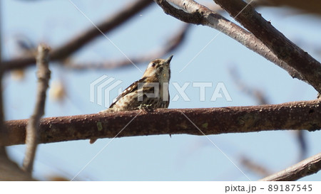 コゲラ（キュウシュウコゲラ） 89187545