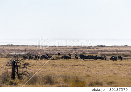A herd of Wildebeest in Etosha A herd of Wildebeest in Etosha 89187570