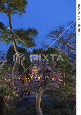 上野 松の月 上野 松の月 89187590