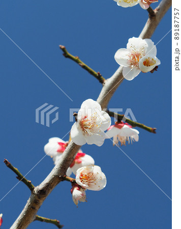 梅(撮影：太宰府) 89187757