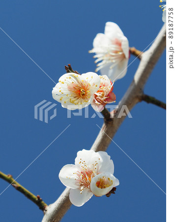 梅(撮影:太宰府) 梅(撮影:太宰府) 89187758