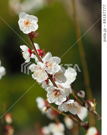 梅(撮影:太宰府) 梅(撮影:太宰府) 89187777