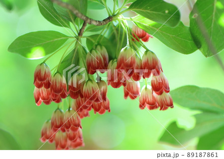 サラサドウダン サラサドウダン 89187861