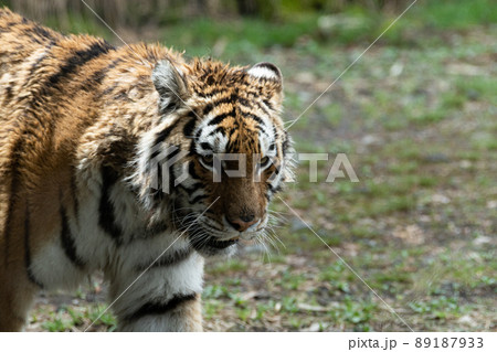 カッコいいトラ カッコいいトラ 89187933