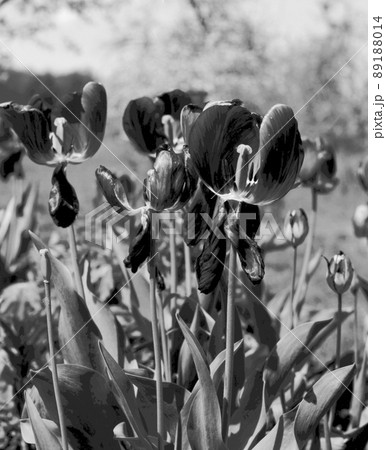 Blooming flower tulip with green leaves, living natural nature Blooming flower tulip with green leaves, living natural nature 89188014