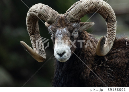 大きいツノ　ムフロン 89188091