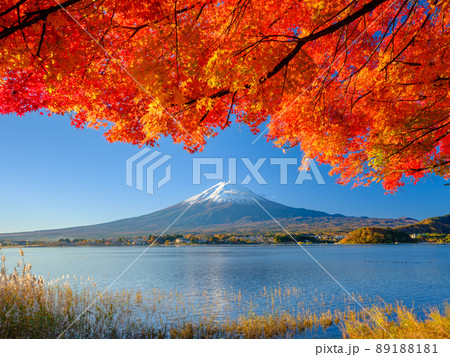 山梨河口湖_富士山と紅葉の絶景 89188181