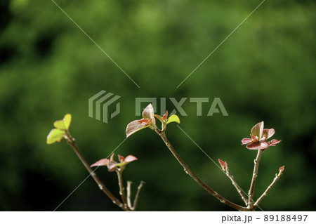 アカメガシワの新芽 89188497