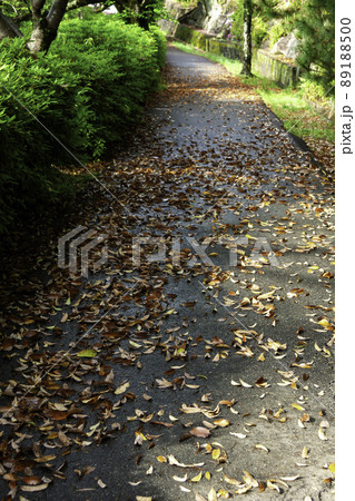 クスノキが落葉した道 89188500