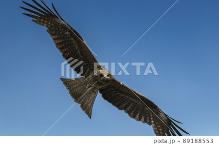 トンビ、トビ、野鳥 トンビ、トビ、野鳥 89188553