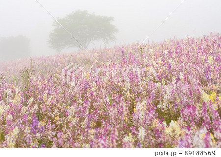 姫金魚草  姫金魚草  89188569