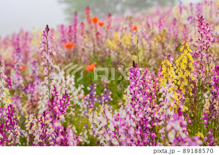 姫金魚草  89188570