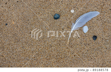 Sand texture. Copy space. Top view. Flat lay. Feather of a bird on wet sand close-up 89188578
