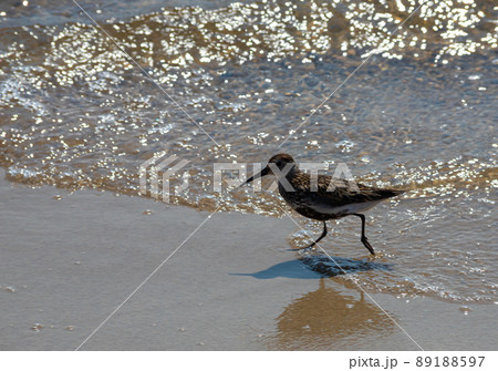 A Dunlin is walking on the beach. Also known as a Red-backed Sandpiper A Dunlin is walking on the beach. Also known as a Red-backed Sandpiper 89188597