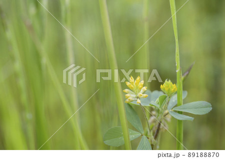 草の間に咲いたコメツブツメクサとコピースペース/マメ科シャジクソウ属 草の間に咲いたコメツブツメクサとコピースペース/マメ科シャジクソウ属 89188870