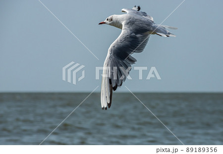 Seagulls on the sand of the sea beach in summer light. Creative natural background Seagulls on the sand of the sea beach in summer light. Creative natural background 89189356