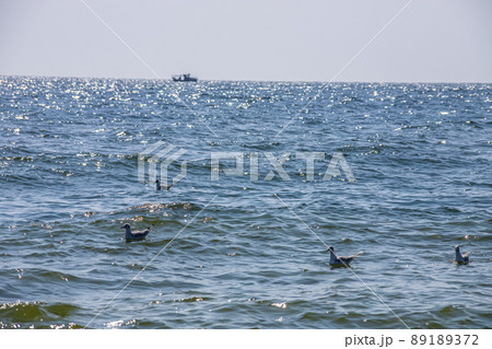 A group of seagulls floating on water Sea. sunny day A group of seagulls floating on water Sea. sunny day 89189372