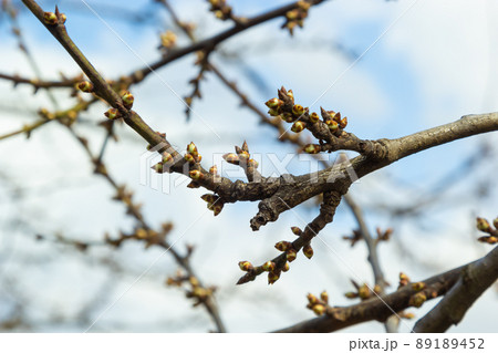budding buds on a tree branch in early spring macro 89189452