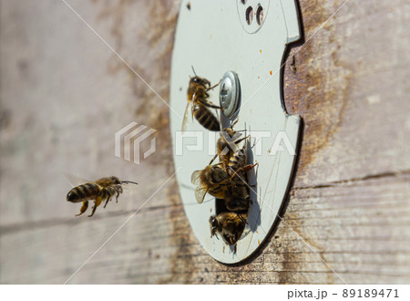 A lot of bees returning to bee hive and entering beehive with collected floral nectar and flower pollen. Swarm of bees collecting nectar from flowers. Healthy organic farm honey 89189471
