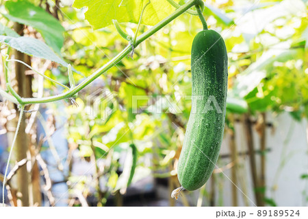 Cucumber plant growing in the vegetable garden Cucumber plant growing in the vegetable garden 89189524