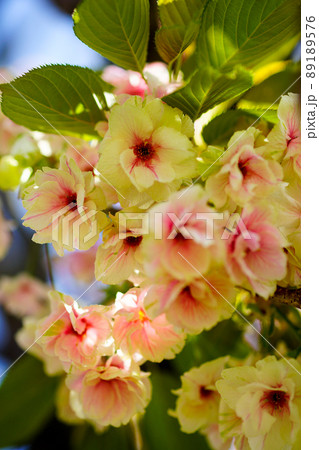 桜 化粧咲きの鬱金桜 (うこんざくら) 桜 化粧咲きの鬱金桜 (うこんざくら) 89189576