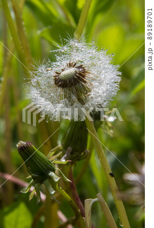 dandelion in drops of water in sunny weather dandelion in drops of water in sunny weather 89189701