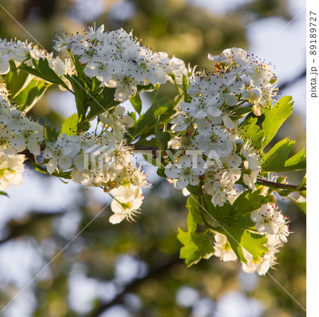 white hawthorn flowers close up in the grass. sunny day 89189727