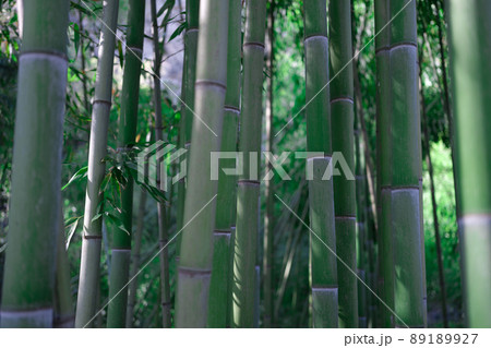 Beautiful green bamboo stems in jungle closeup Beautiful green bamboo stems in jungle closeup 89189927