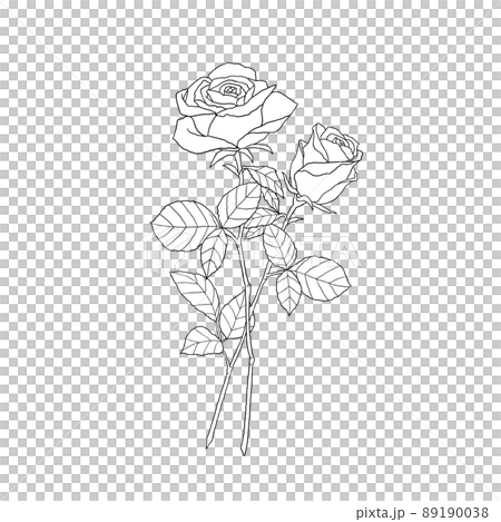 バラの花 モノクロ線画（背景白） 89190038