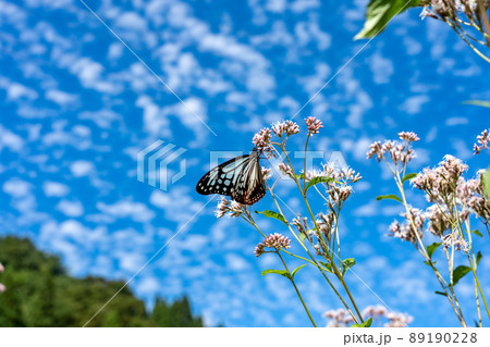 渡をする蝶として知られるアサギマダラが舞う里 渡をする蝶として知られるアサギマダラが舞う里 89190228